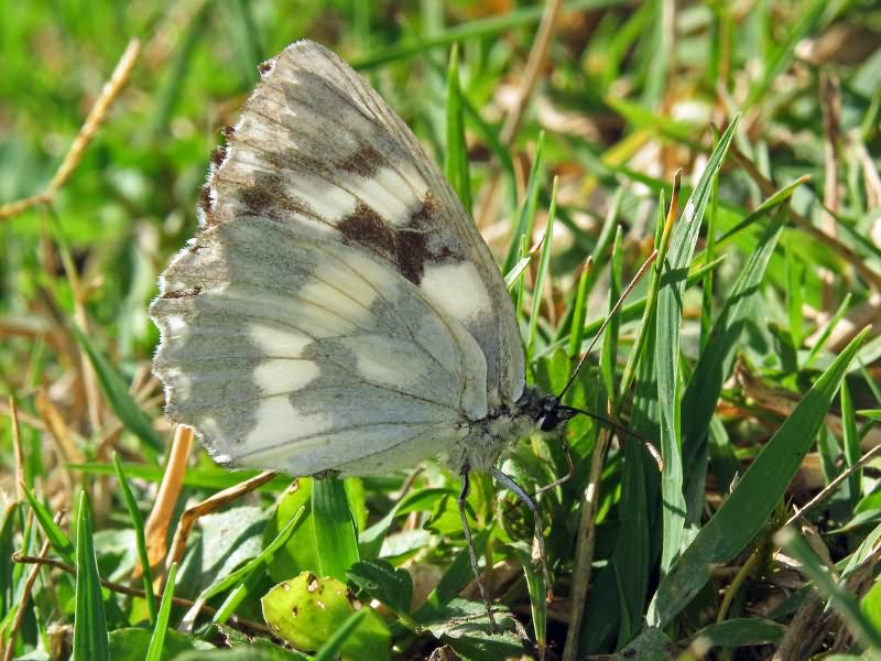 Melanargia galathea (Linnaeus, 1758)